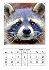 Februar_Waschbär.pdf